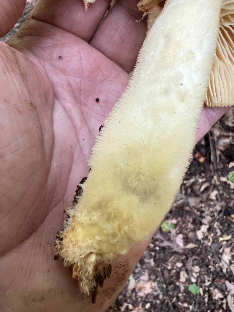 Lynx Paw Oyster · August 2026 · photo: Photo: (c) Mark Richman, some rights reserved (CC BY) · iNaturalist