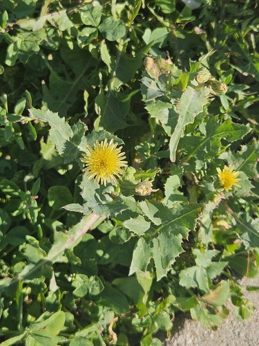 Common Sow-thistle
