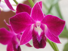 Dendrobium