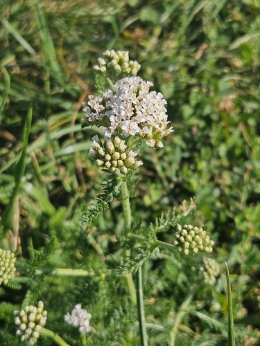 common yarrow