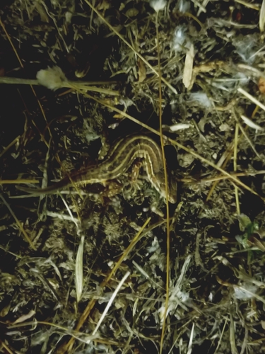 Italian Wall Lizard