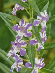 Angelonia biflora