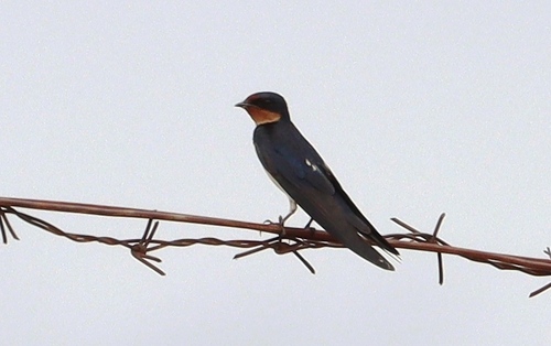 Ethiopian Swallow