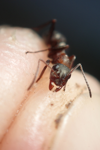 Red-barbed Ant