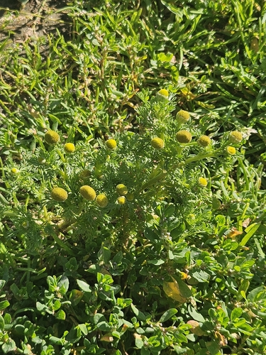 pineapple-weed