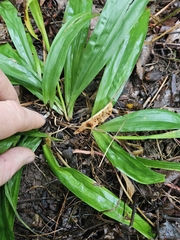 Carex platyphylla, photograph (c) Chris Poling, some rights reserved (CC BY)