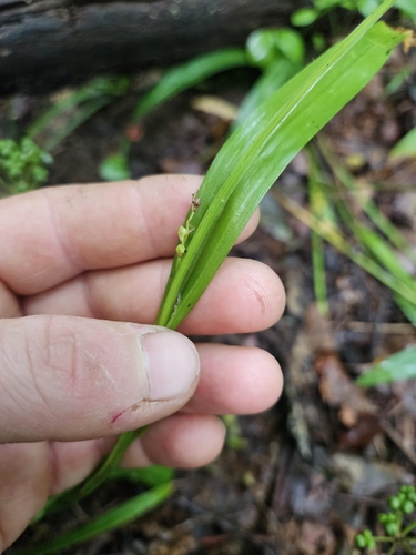 Carex platyphylla, photograph 4