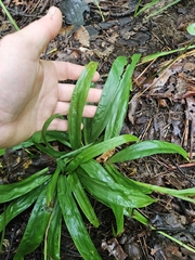 Carex platyphylla, photograph (c) Chris Poling, some rights reserved (CC BY)