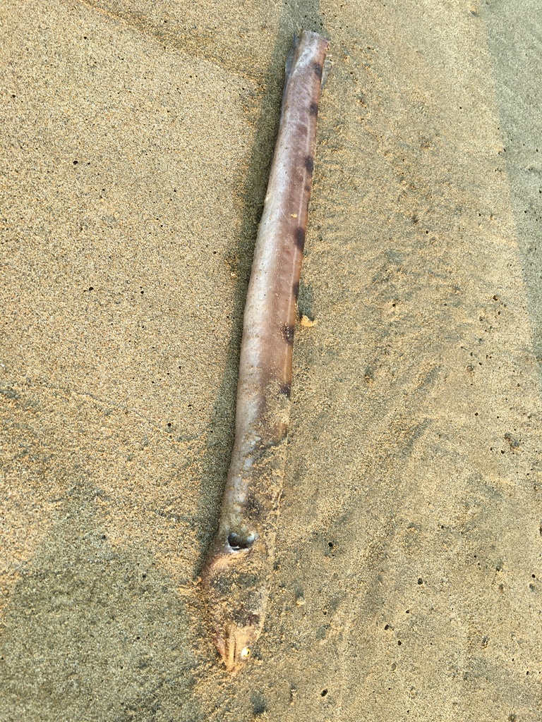 Kortstaart-adderaal (Scytalichthys miurus) — Ophichthidae
