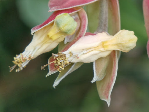 Euphorbia bracteata