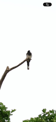 Brown Jay