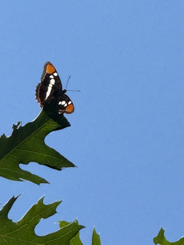 iNaturalist observation photo of California Sister