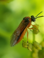 Athalia rosae