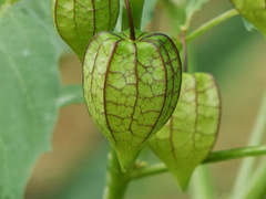 Physalis minima