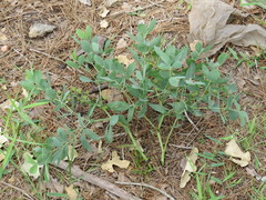 Baptisia bracteata