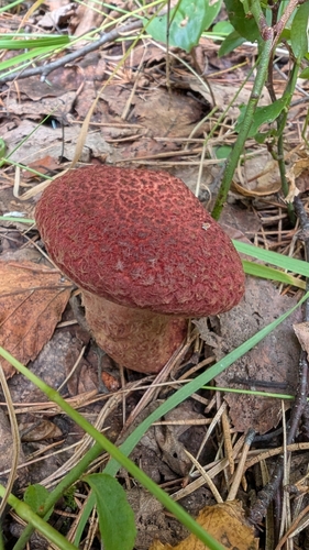 Painted Suillus