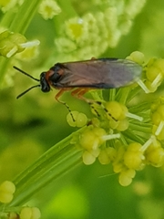 Athalia rosae