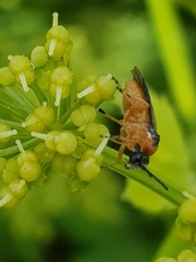 Athalia rosae