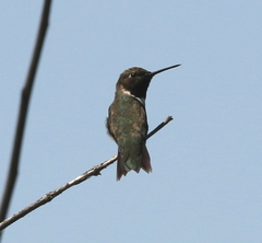 Archilochus