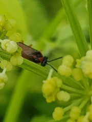Athalia rosae