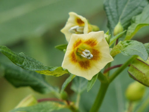 Physalis angulata