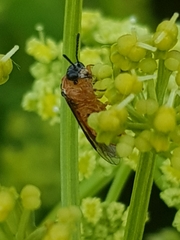 Athalia rosae