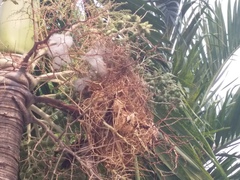 Campylorhynchus rufinucha