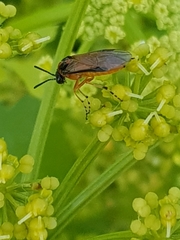 Athalia rosae