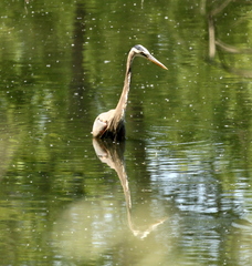 Ardea herodias