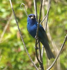 Passerina cyanea