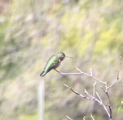 Selasphorus calliope