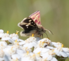 Heliothodes diminutiva