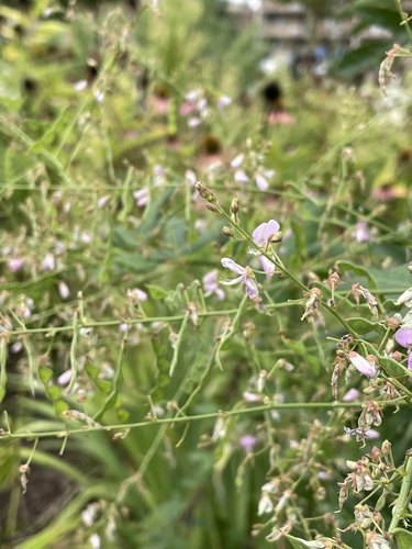 Desmodium glabellum, photograph 3