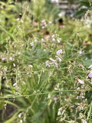 Desmodium glabellum, photograph author not stated, no rights reserved