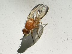 Minettia inusta