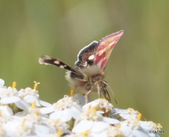 Heliothodes diminutiva