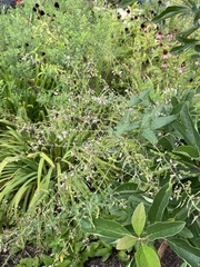Desmodium glabellum, photograph author not stated, no rights reserved