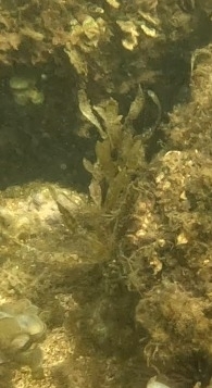 Sargassum aquifolium observed 2025-12-25