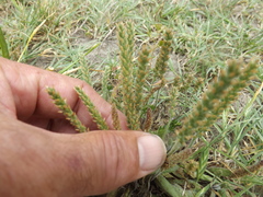 Plantago virginica