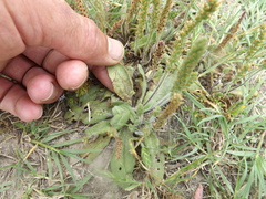 Plantago virginica