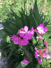 Silene dioica