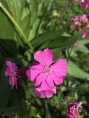 Silene dioica