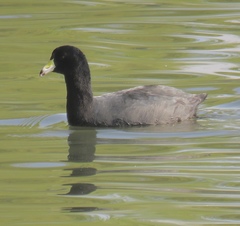 Fulica americana columbiana