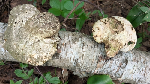 birch polypore