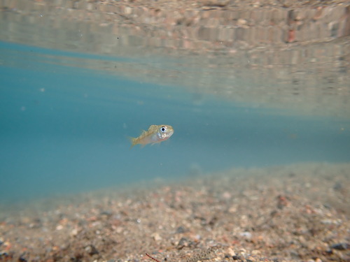 Yellow Perch