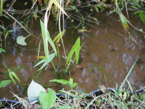 Sagittaria trifolia, photograph 1