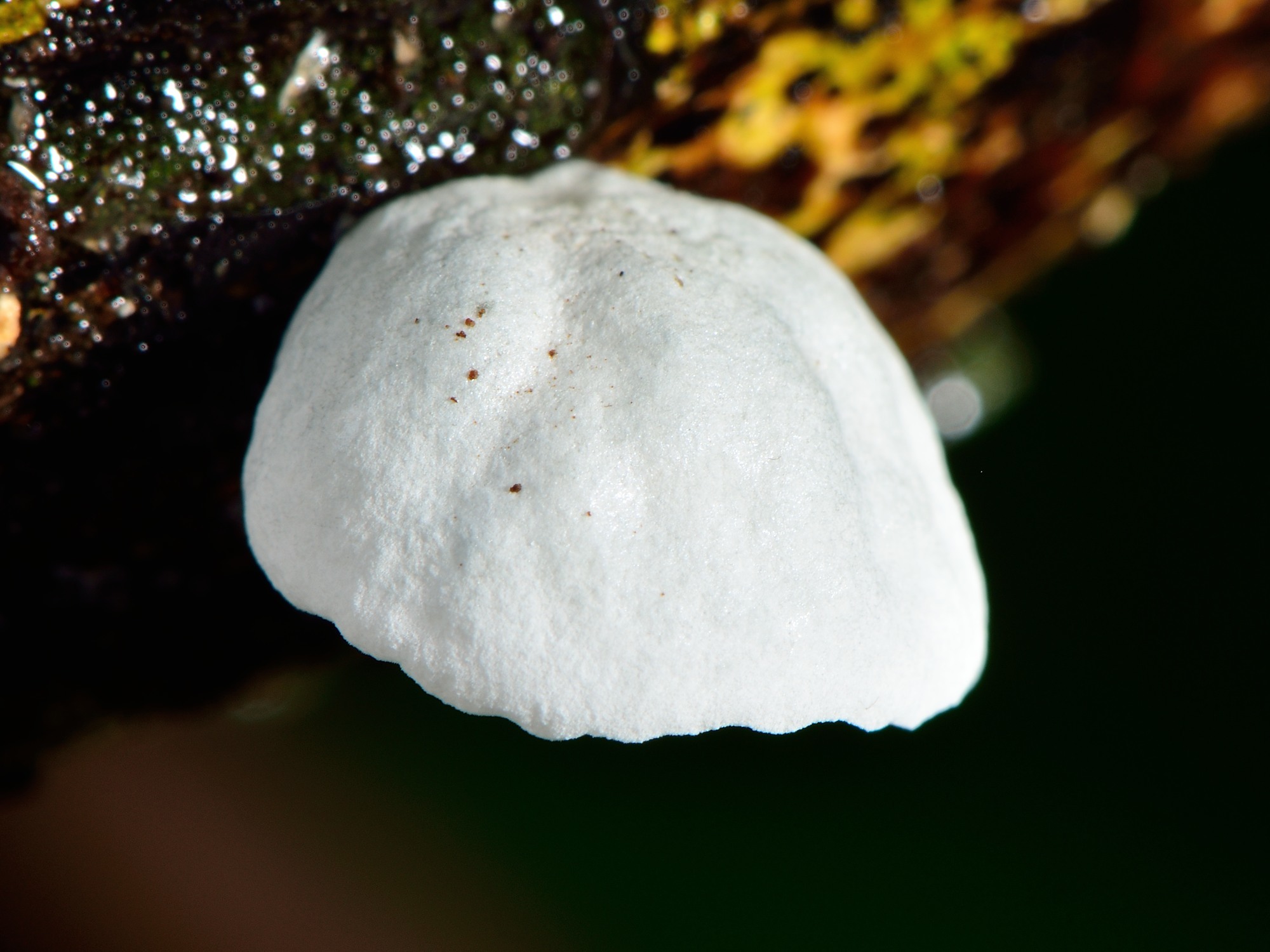 Campanella tristis image