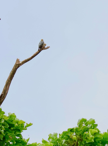 Hoffmann's Woodpecker