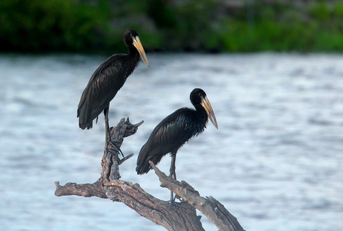 African Openbill