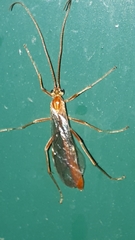 Ophion obscuratus